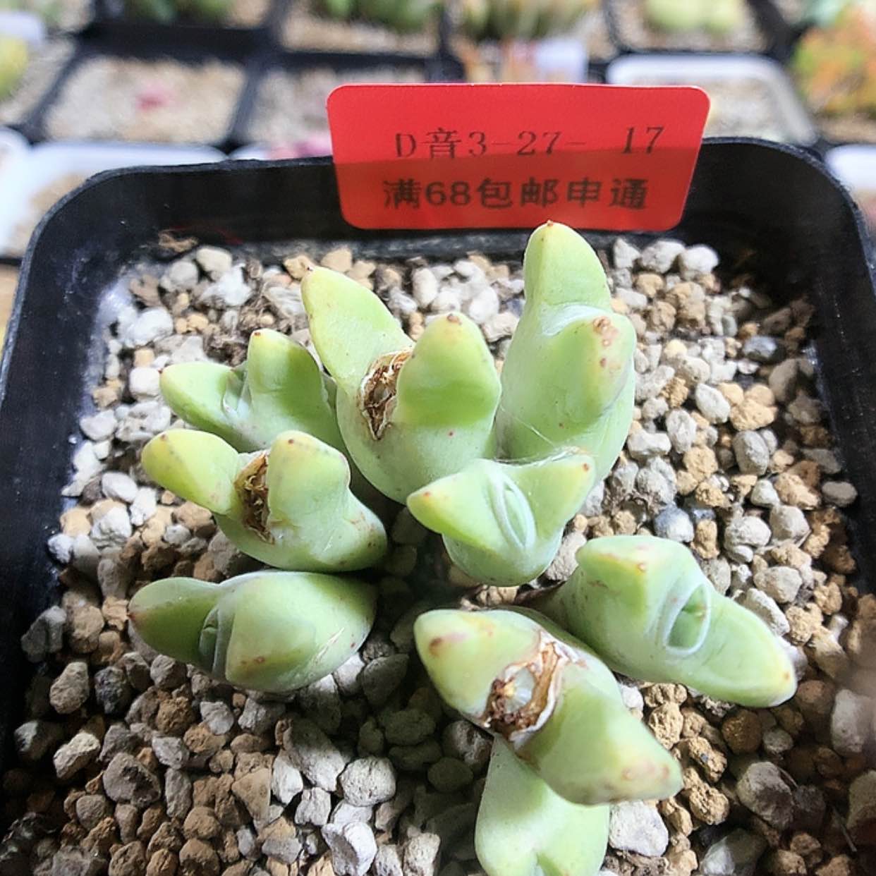 【闪购商品】3-27-17 514猪蹄一群 22