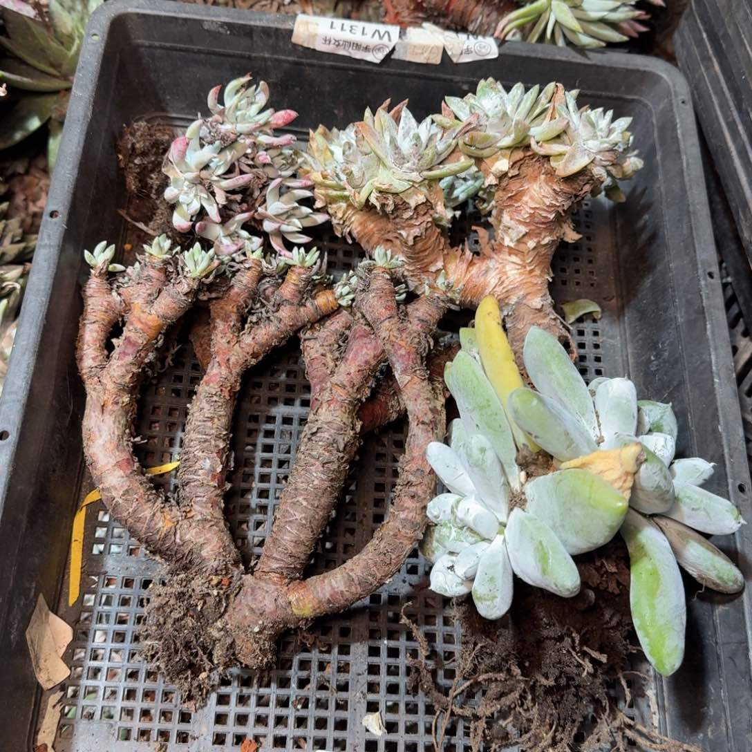 8268瑕疵框拍不售后