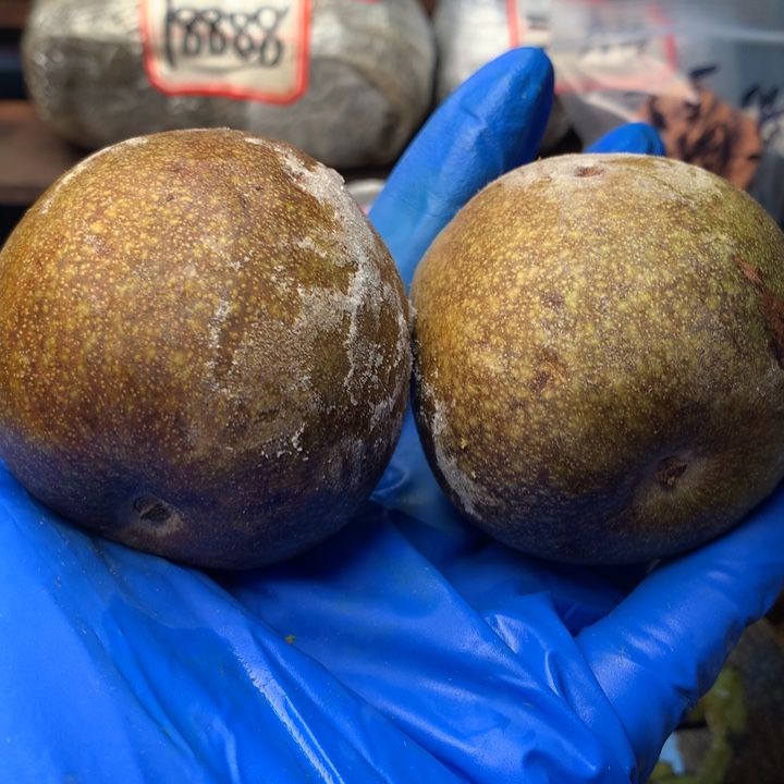 摇***树大叶紫檀（黑酸枝木类）