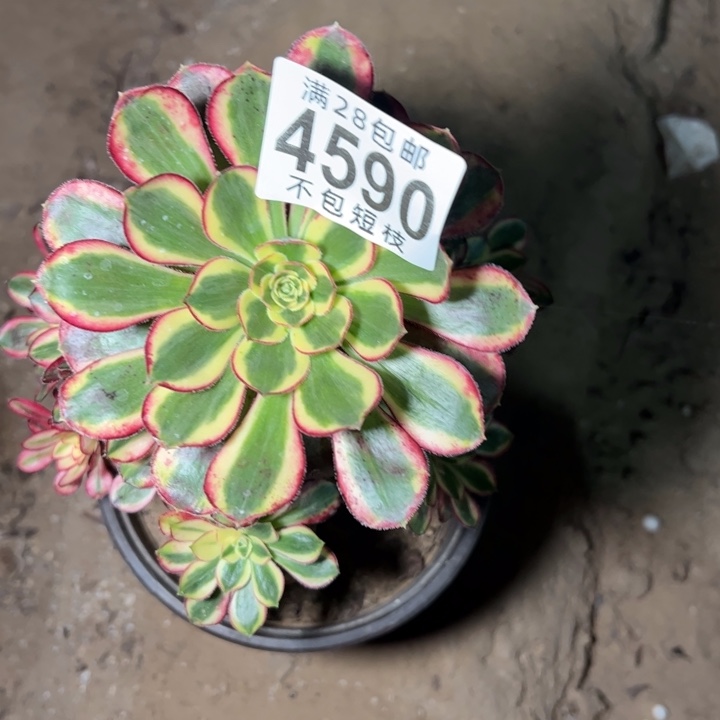 4590冰淇淋锦多肉植物法师