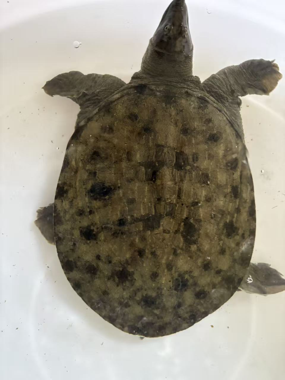 精品黑花生态甲鱼