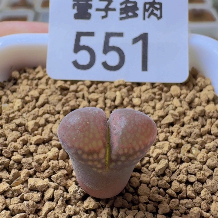 带盆土。             红宝石。