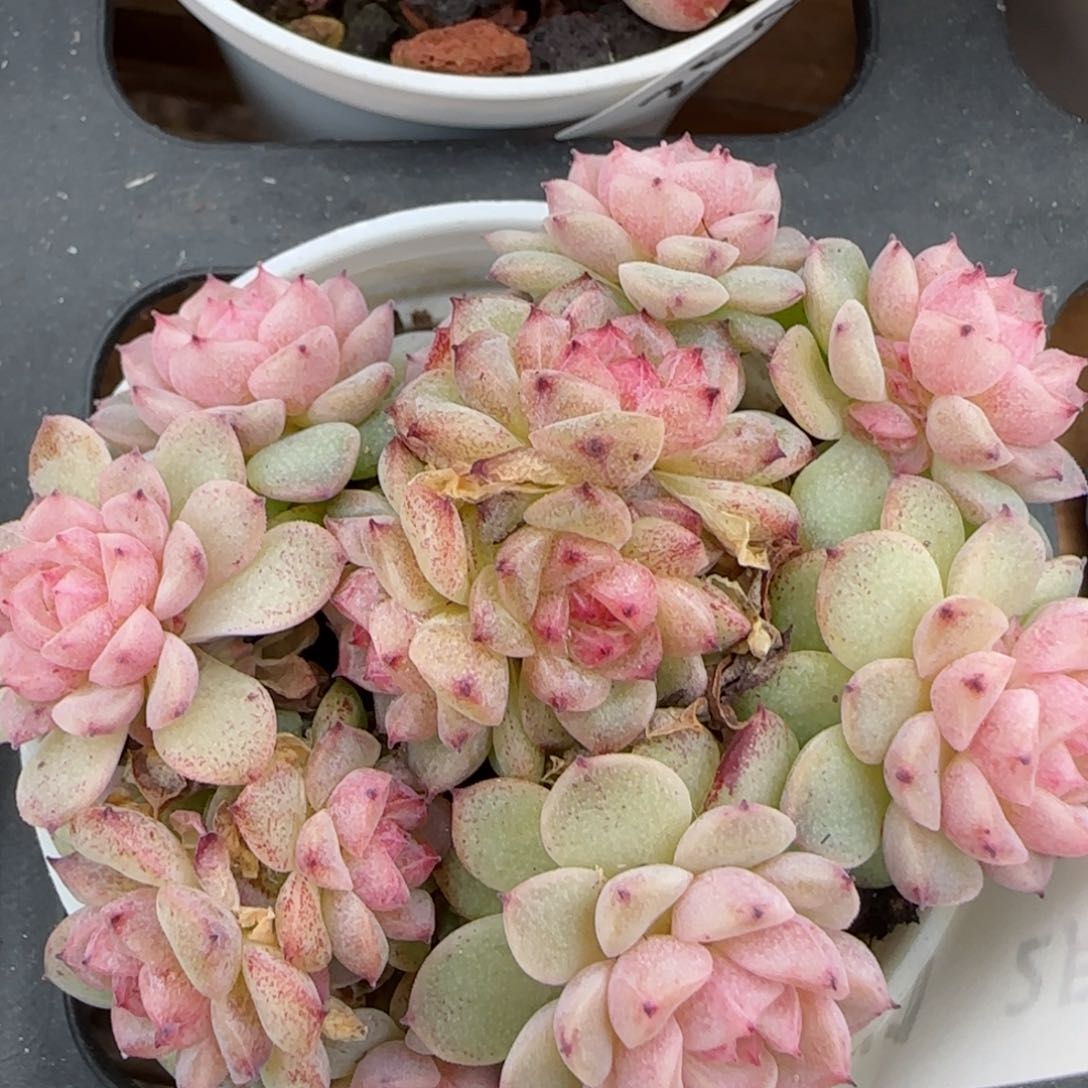 花语逸镜0215-271