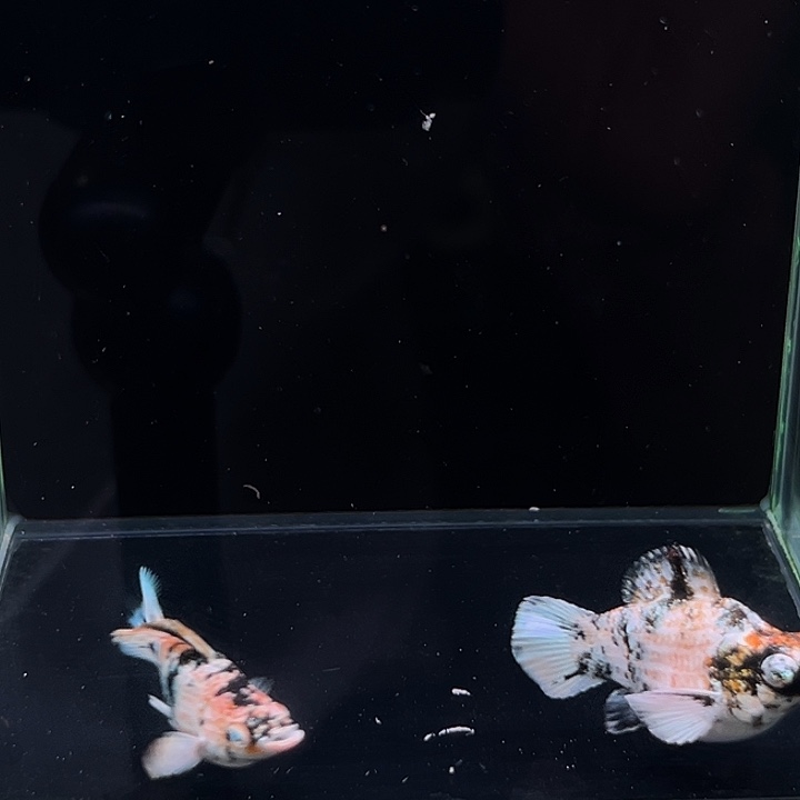 孔雀鱼精品泰系红头斑马玛丽球1对