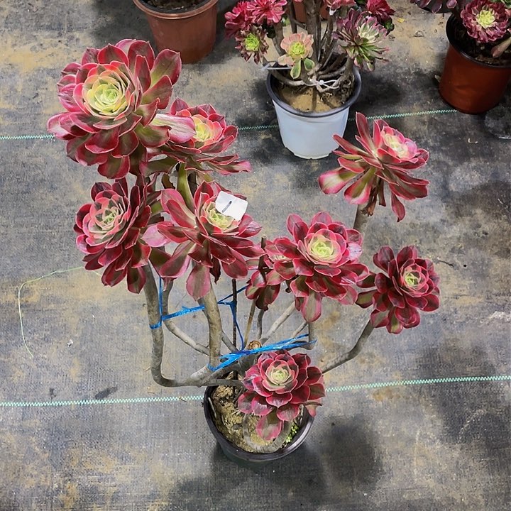 爱**迹架接法师一个1号无主头