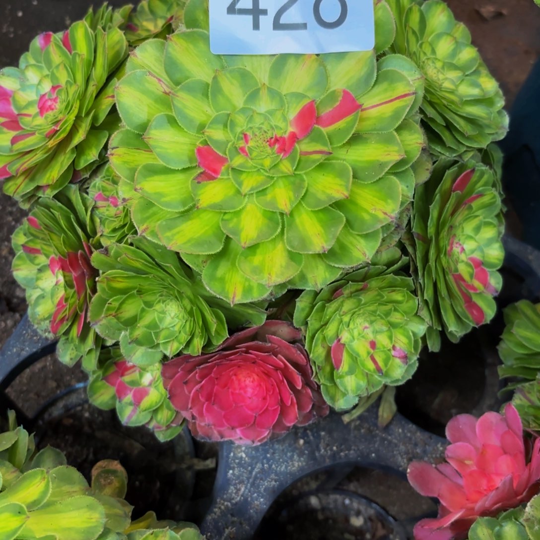 十***@428多肉植物知否特价