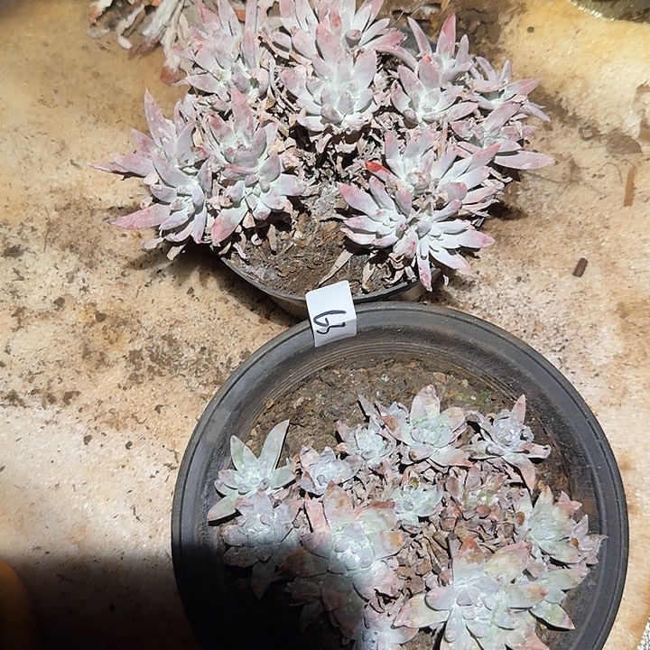 2颗白姆仙女杯多肉福利