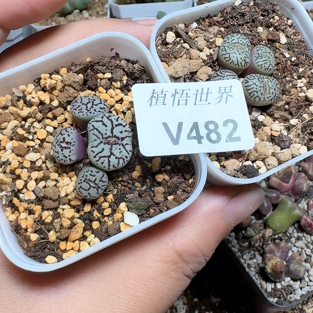 482号多肉植物哇c g