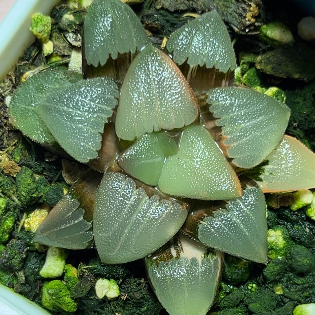 恭喜发财大吉大利0166