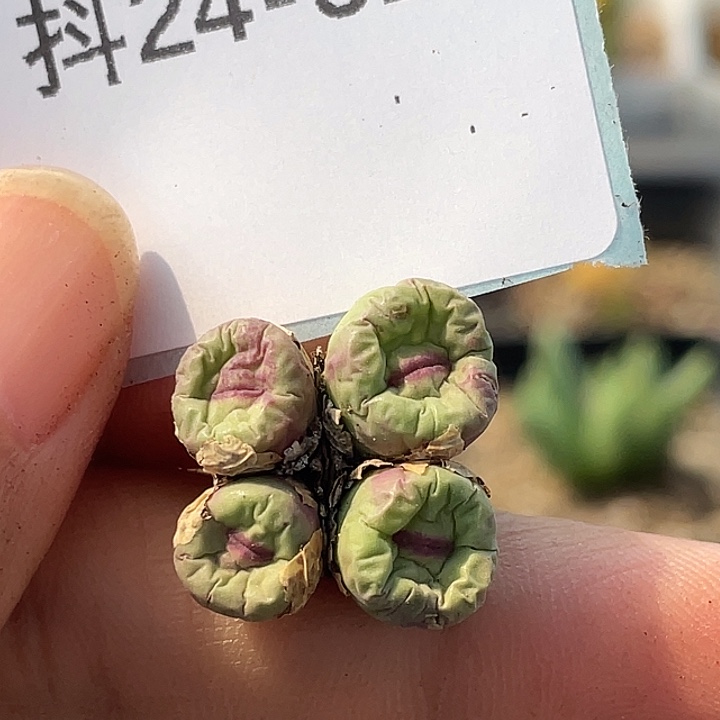 24-31嘴多肉植物肉锥