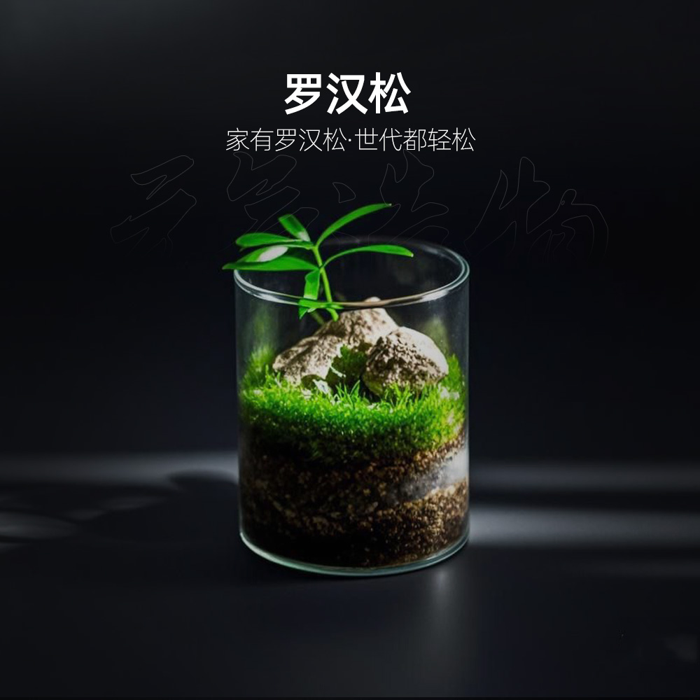 【十怡】青松—罗汉松真石成品真植物【尺寸：6.5*10】