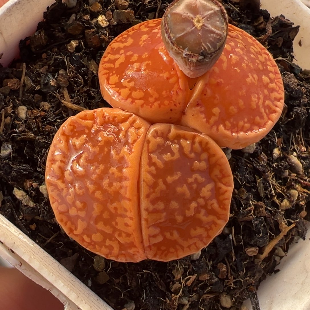 024多肉植物种类多样