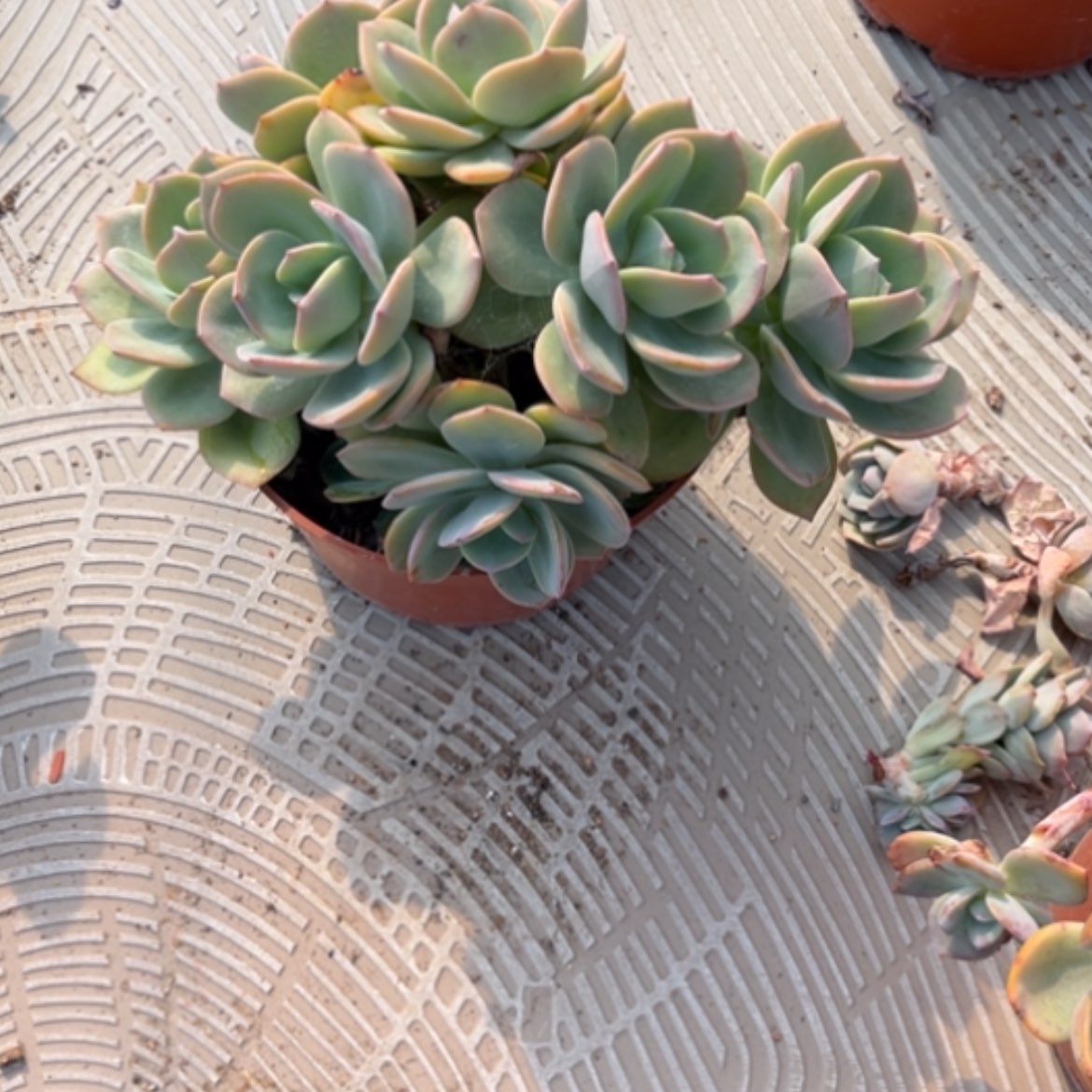 【闪购商品】曾****表白凤