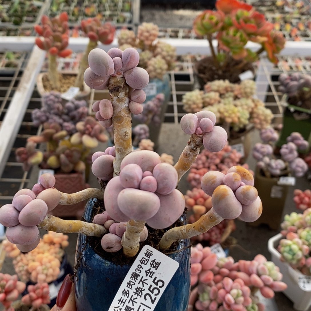 芭比奶酪255/10c m