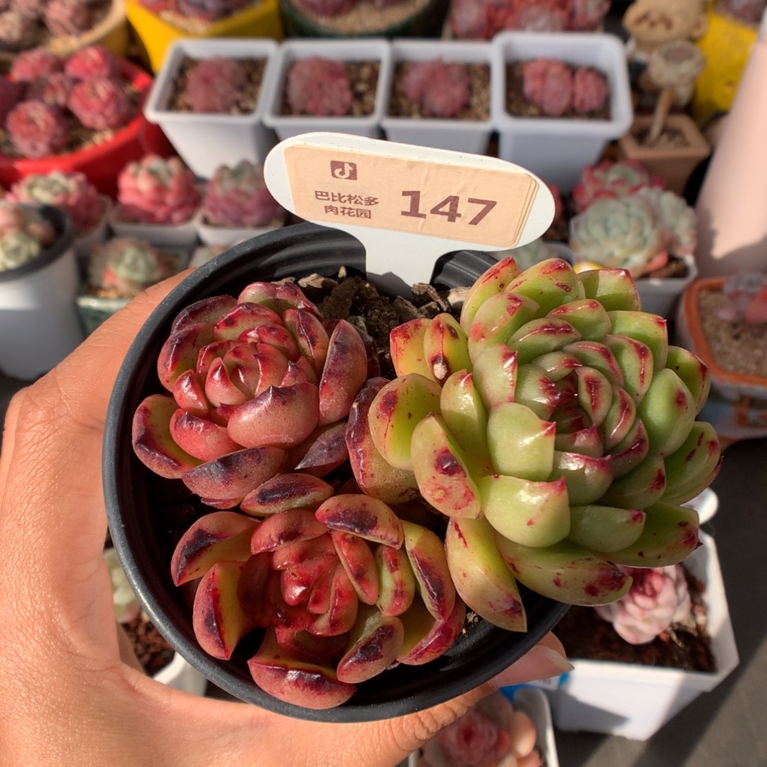 147双头异色保利安娜石化多肉植物