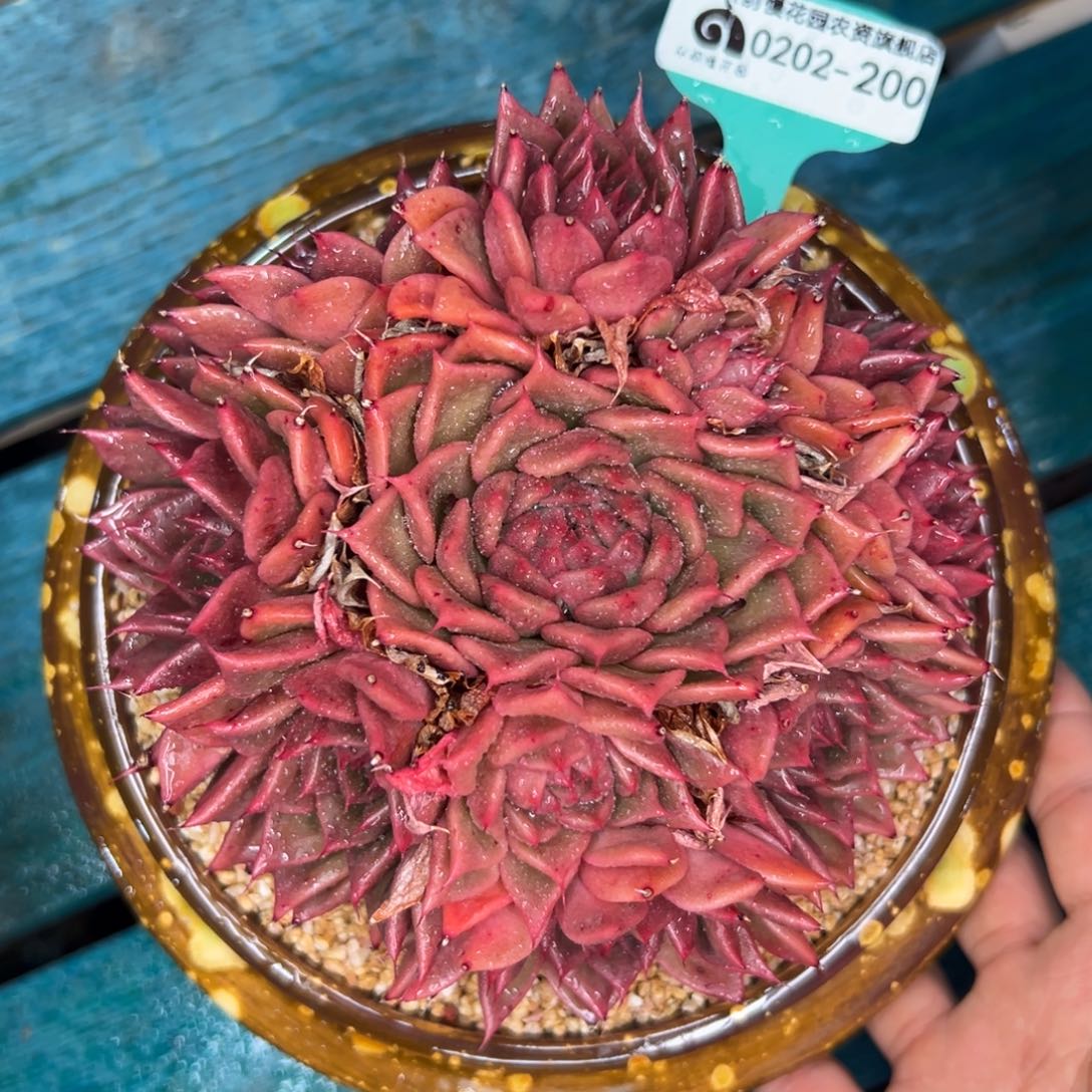 多肉一物一拍0202-200