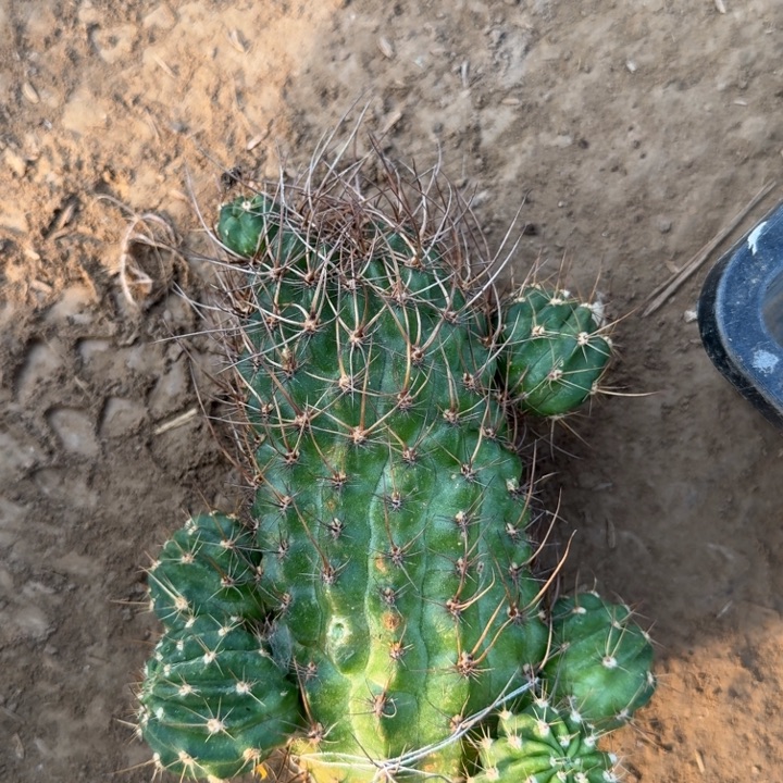 229丽花天生狂野主头无木心掰过侧牙斑