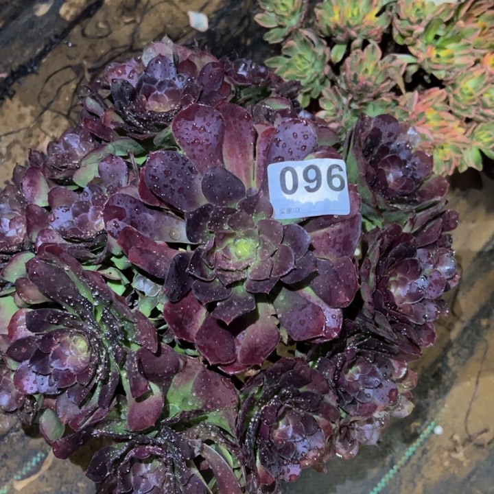 荷兰玫瑰多肉植物096