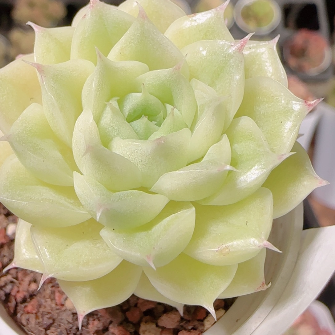 花语逸镜1128-349