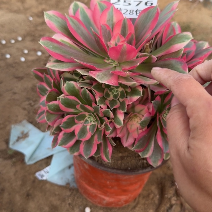 2576二号棚女巫多肉A