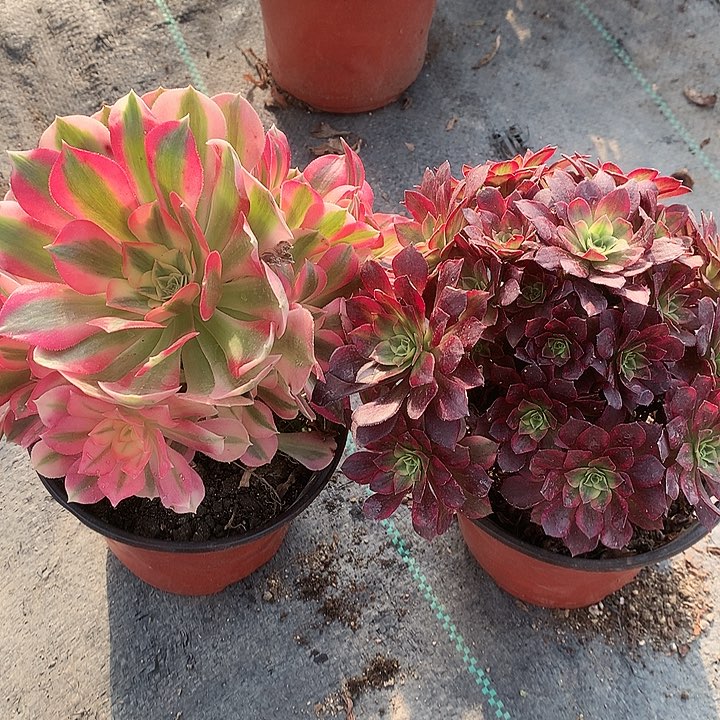 617两颗多肉植物