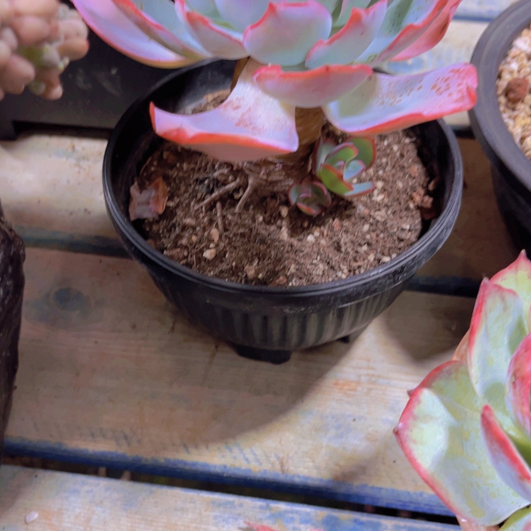 小***茼多肉植物保护研究所所长