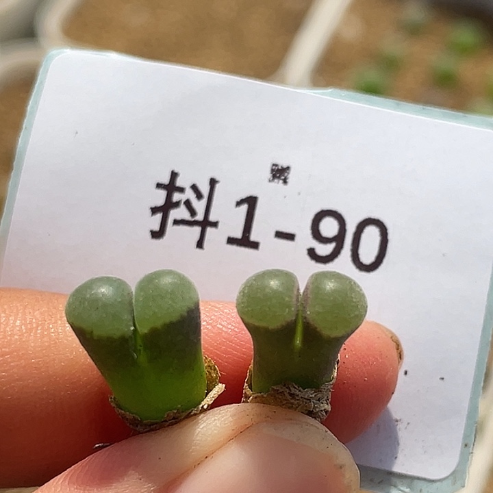 1-90小骚粉多肉植物