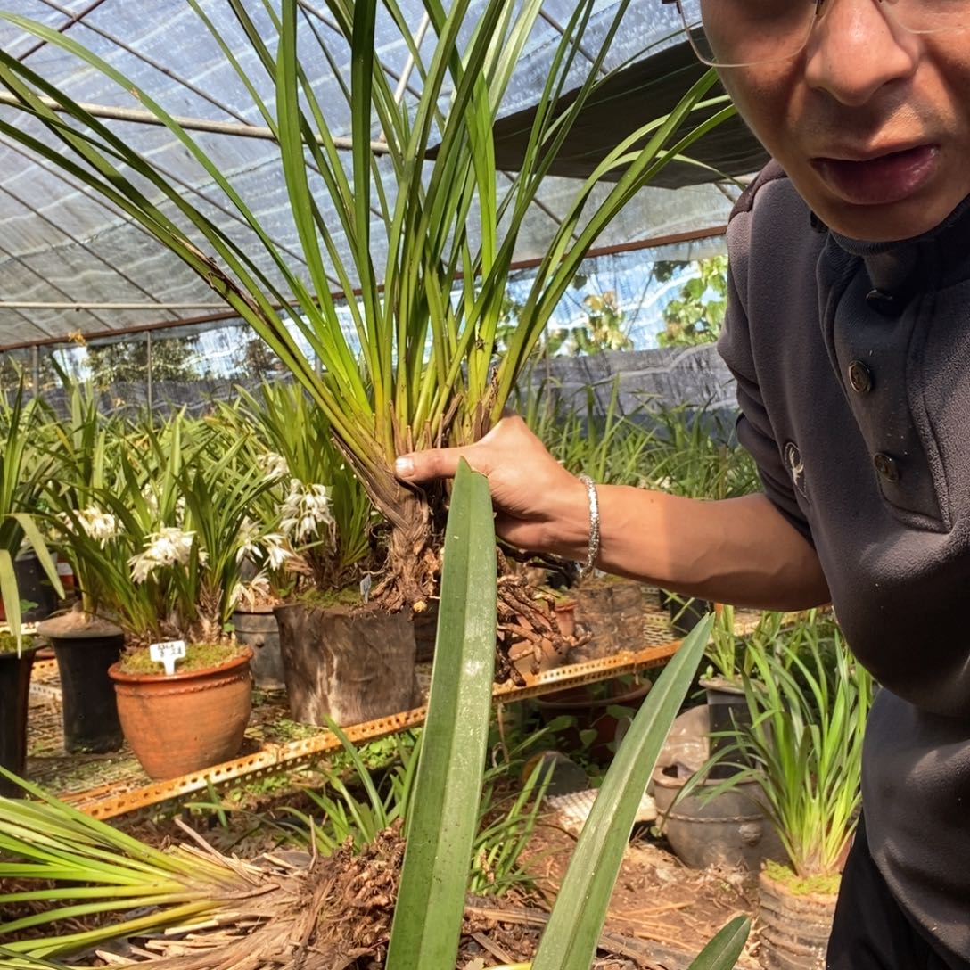 完全开放棕根大雪兰