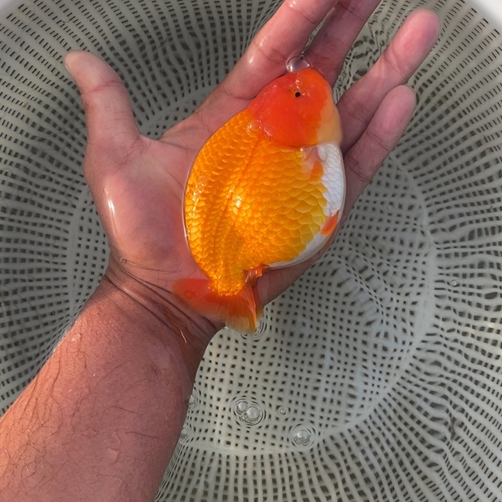 金鱼中原新隆观赏鱼