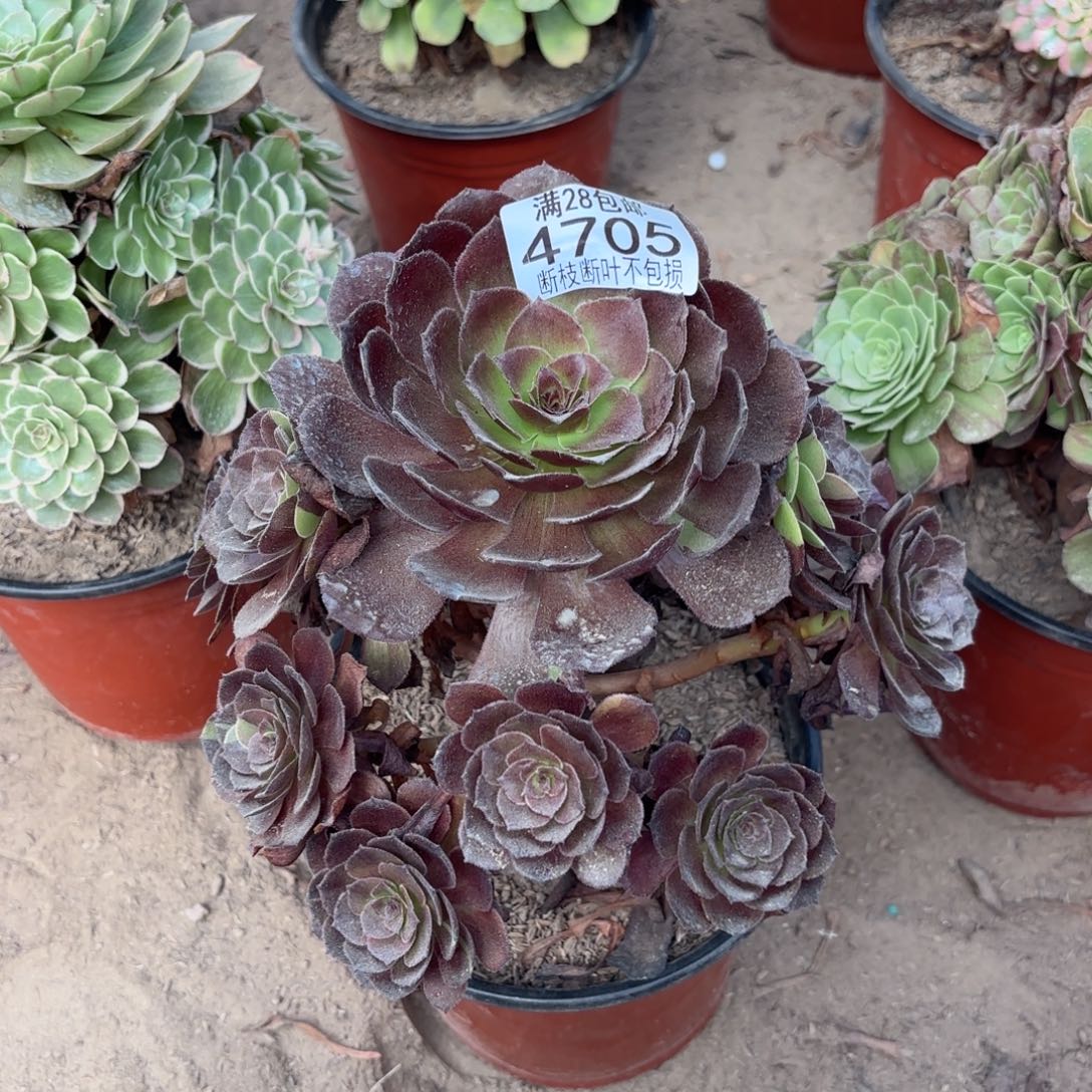 M. 4705黑美人多肉233
