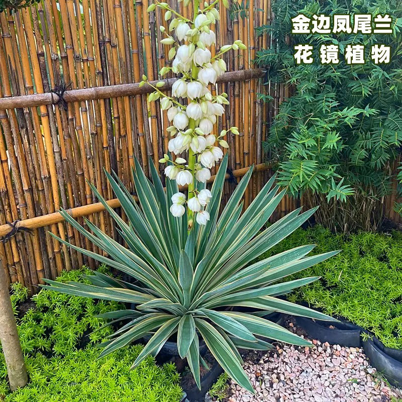 金边凤尾兰盆栽庭院阳台别墅造景耐热寒花卉四季常绿耐寒花镜植物
