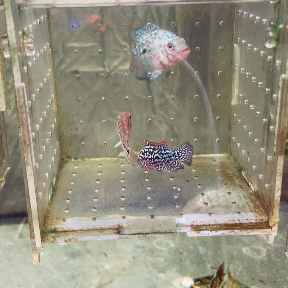 罗汉鱼一条古典火凤凰一条泰金