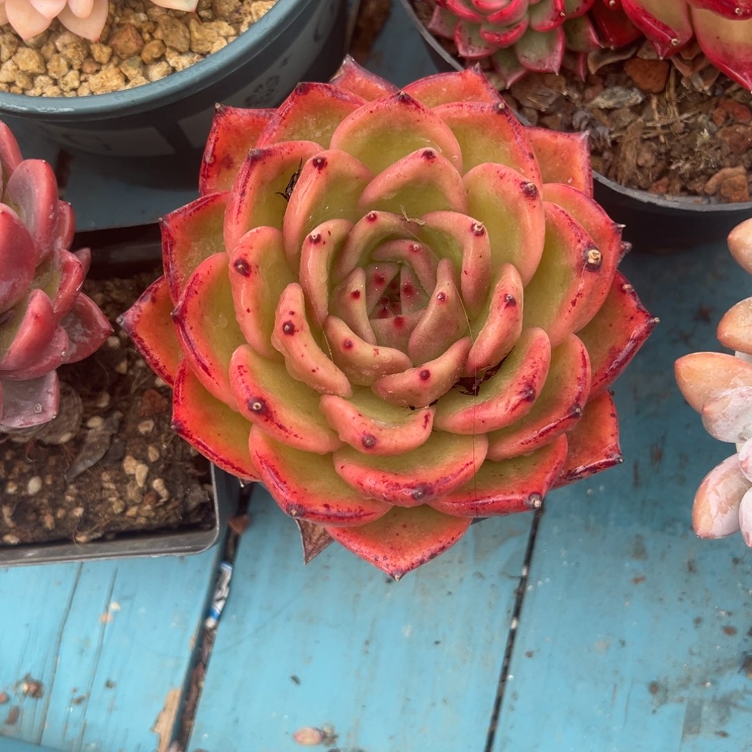 精品多肉植物老桩