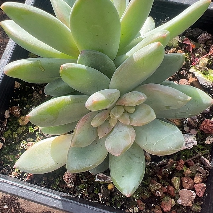 莱万特缀特价福利美人