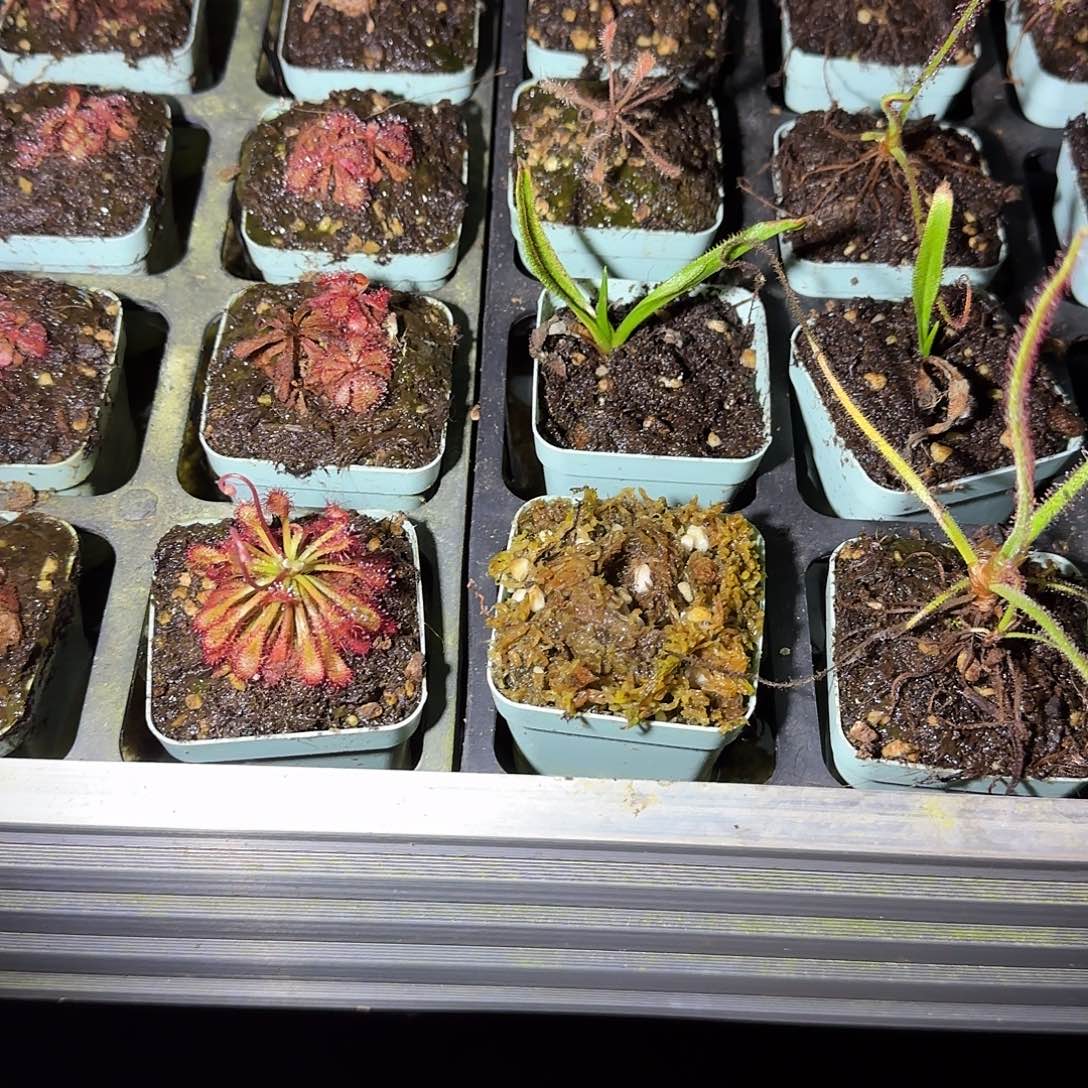 丨***丨无花朵专拍存米链接