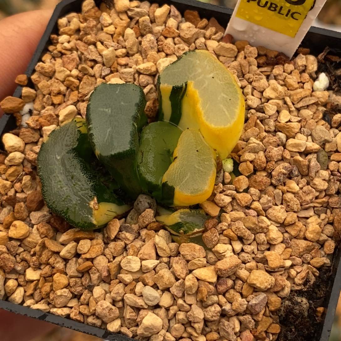 26大明湖万象多肉植物