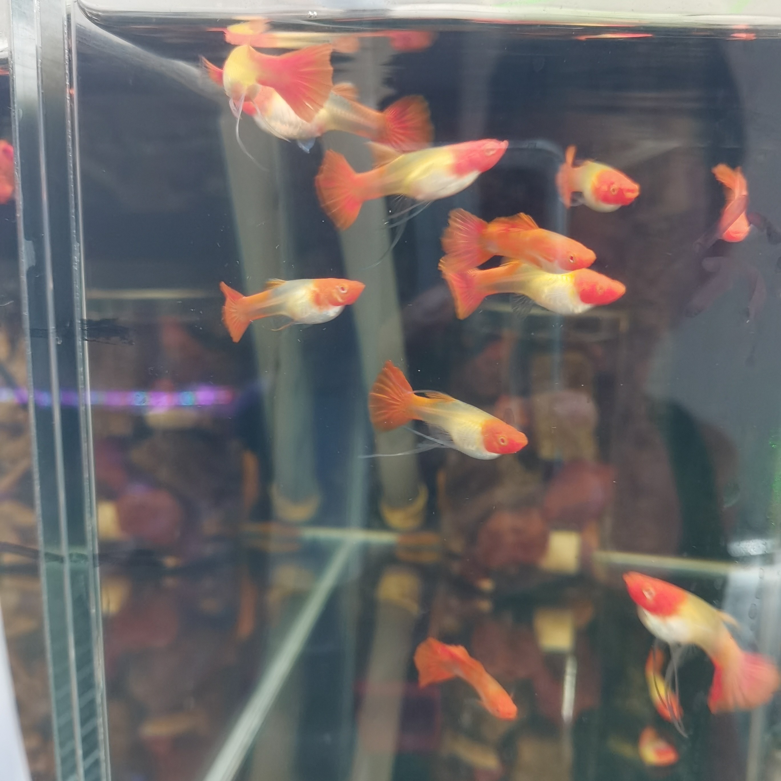 红运当头大C孔雀鱼4对