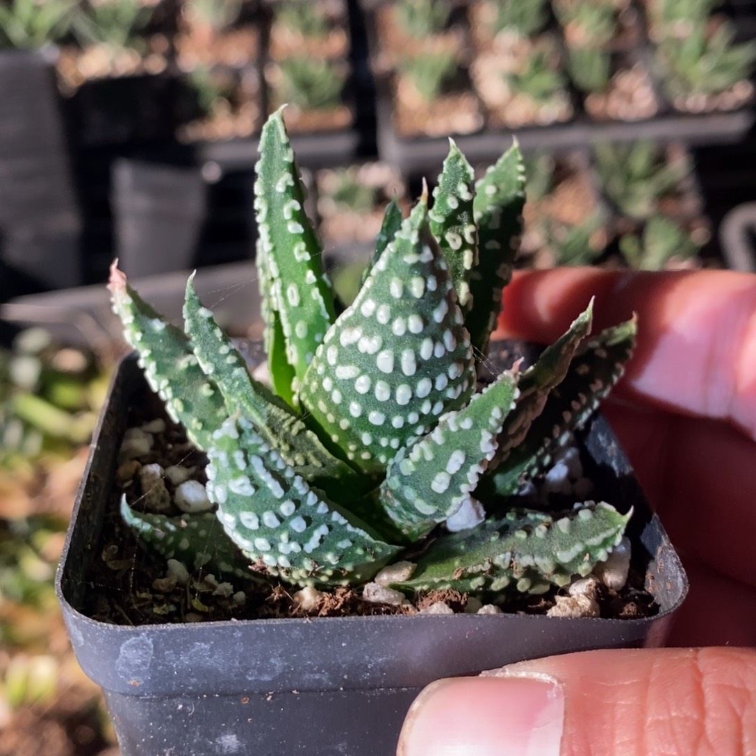 2302 一颗泪珠硬叶 