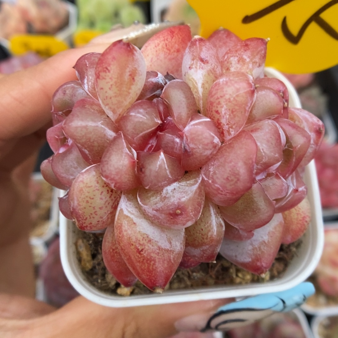 粉钻心珍妮朵朵375号