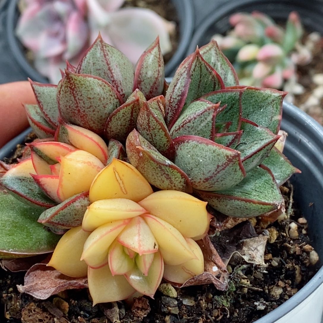 麒麟座锦 福伦的  小方花圃一物一拍