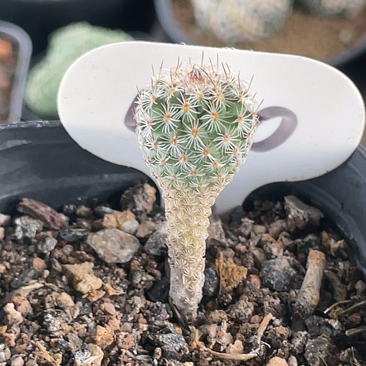 赤花美针玉实生仙人球