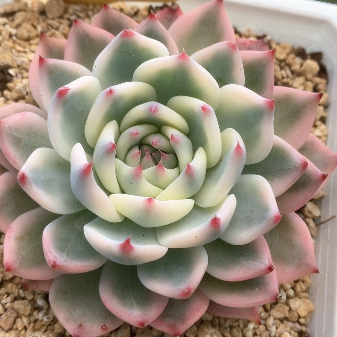 035锦锦锦锦锦锦锦