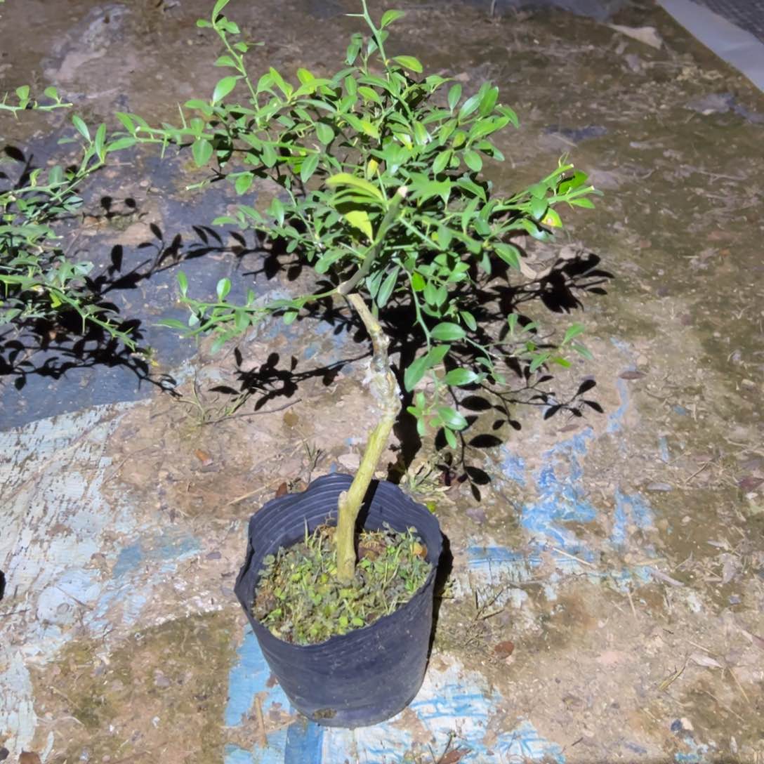 绿植花卉植物花卉