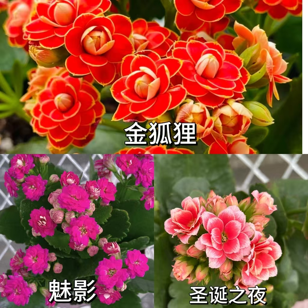 【长寿花】金狐狸 圣诞之夜 魅影重瓣清仓盆栽基地直发组合六