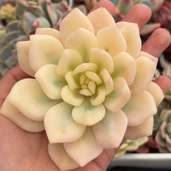 星影锦大锦边一颗价格头盖