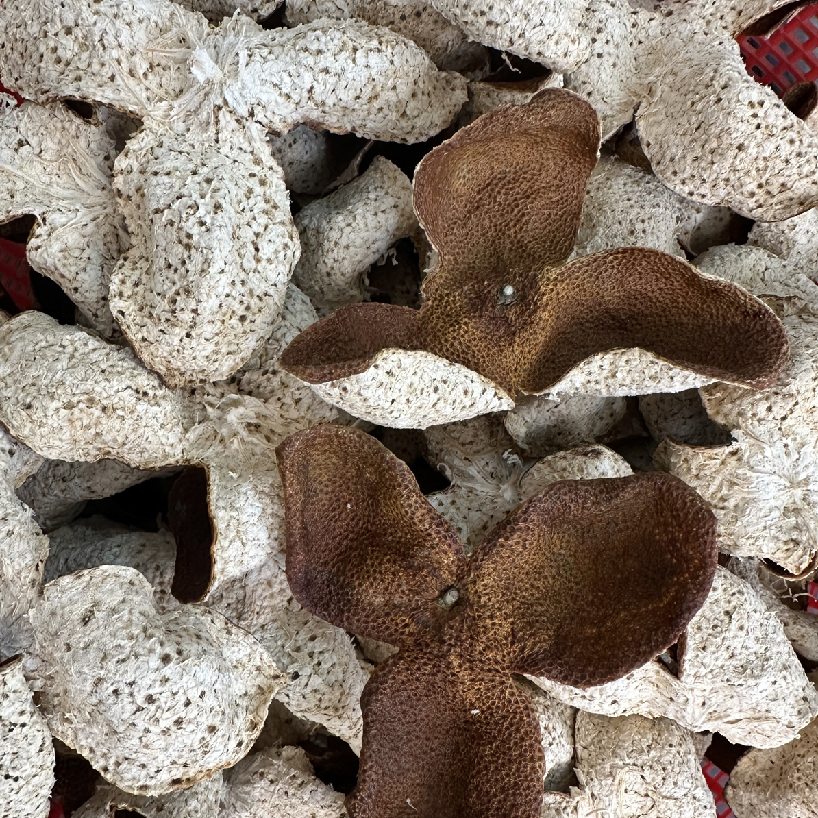 新会陈皮天马原枝2024年天然生晒大红皮