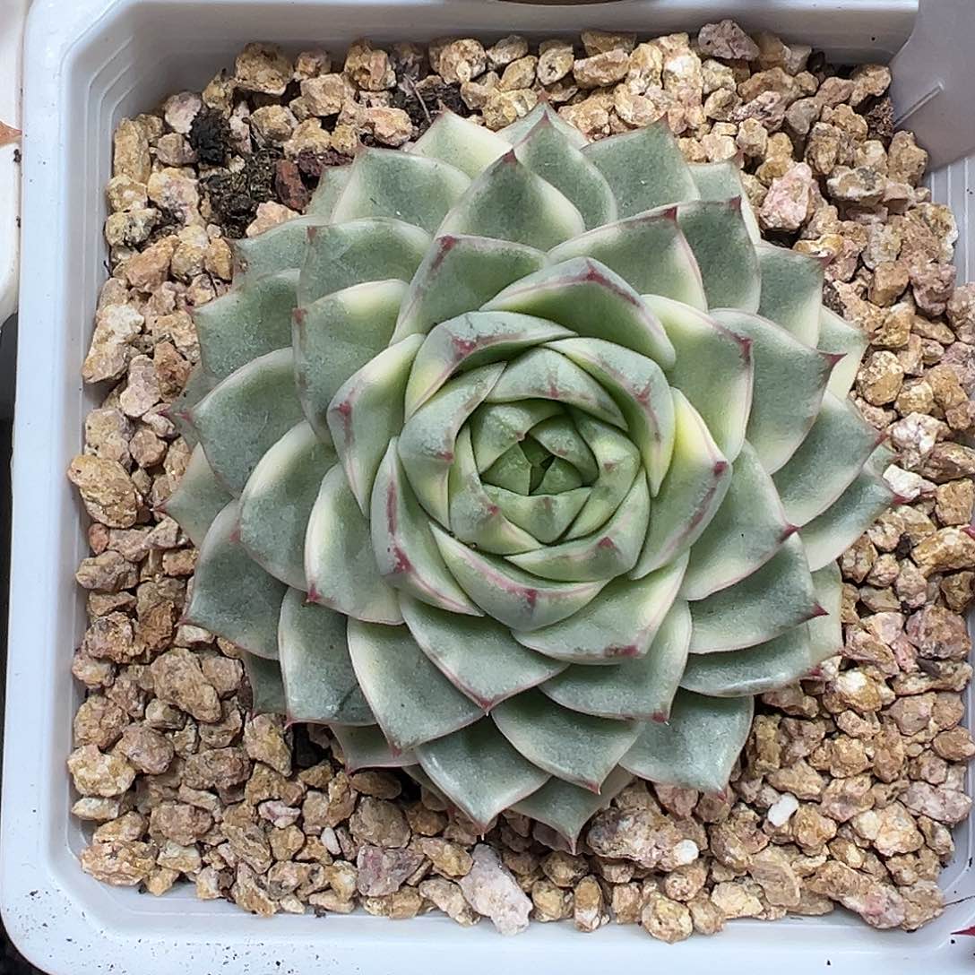 法比奥拉多肉植物