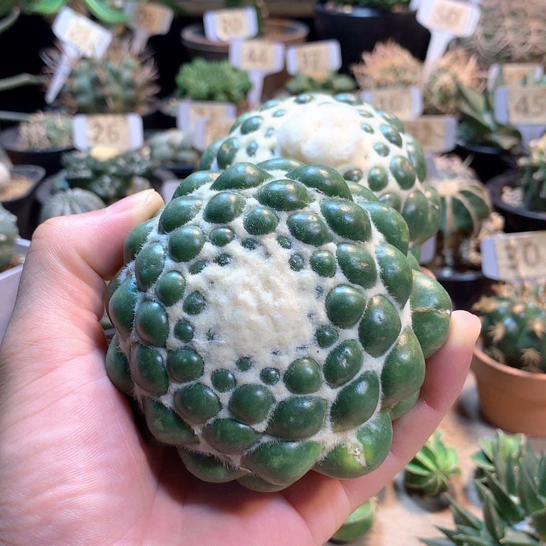 蜘蛛眼没根一颗             