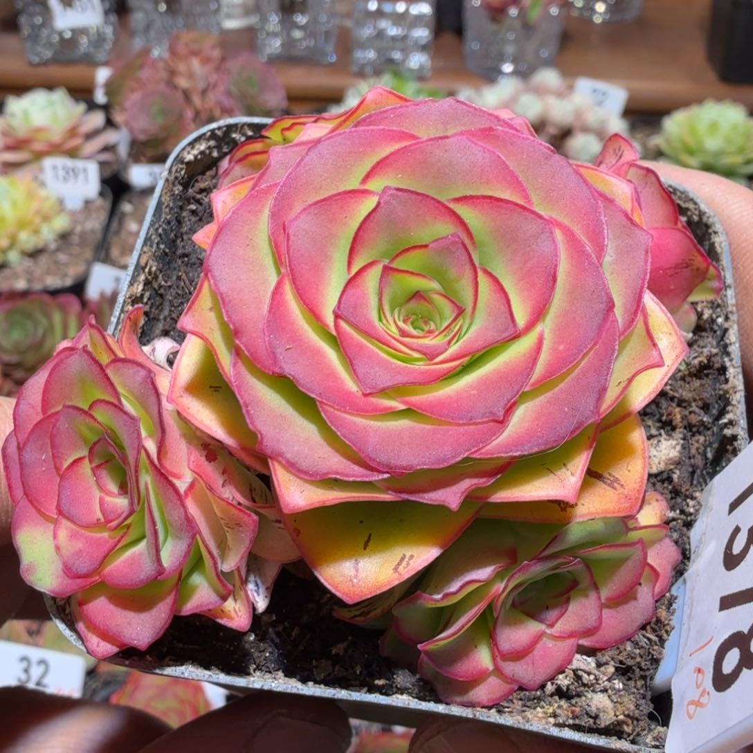 秋红叶1378山地玫瑰