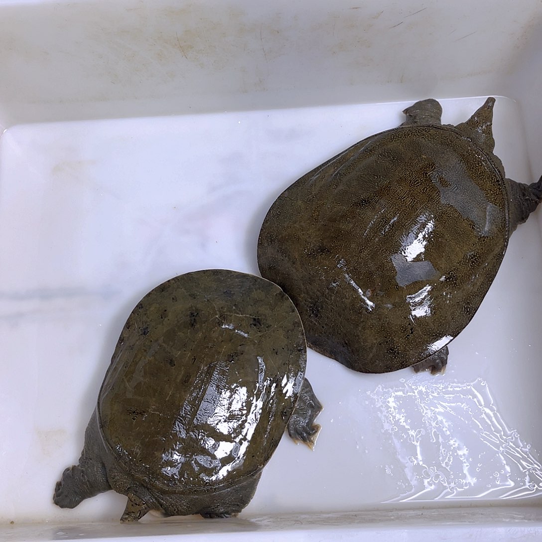 中国大陆野生甲鱼包邮